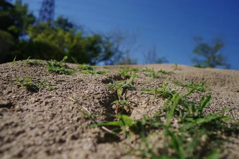 砂粒に宿る生命の息吹