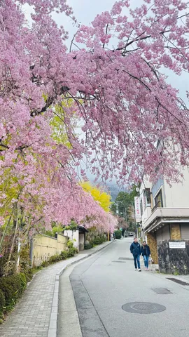 桜のアーチをくぐる道