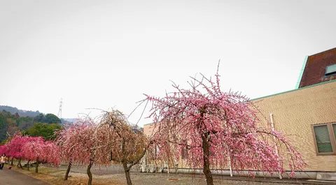 垂れる桜、建築、そして空