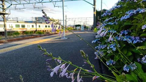 線路と紫の風景