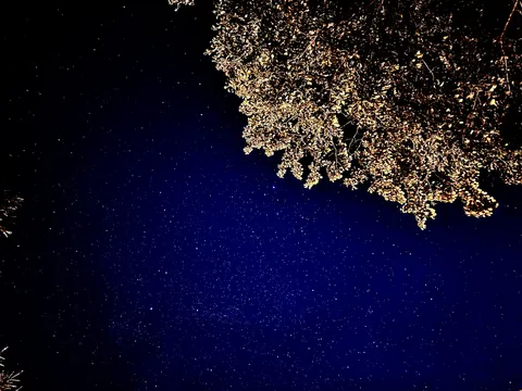 星空の下、葉っぱの影絵