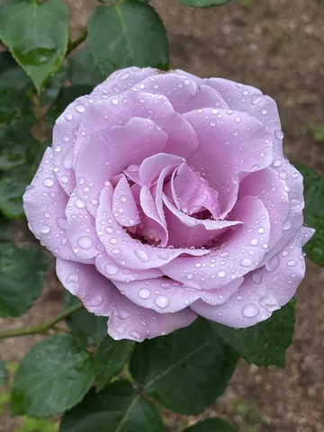 雨の朝に咲く紫の薔薇