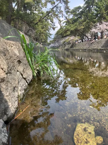 水面に映る春景色