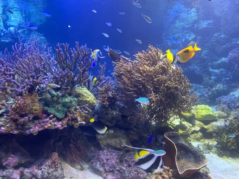 色とりどりの熱帯魚たち