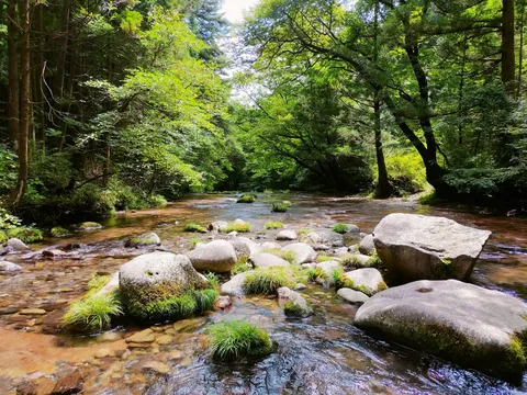 木漏れ日と清流のせせらぎ
