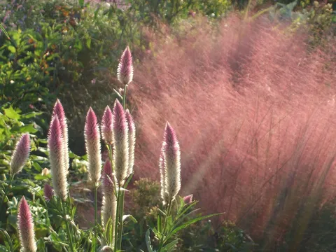 風に揺れる薄紅の尾毛草