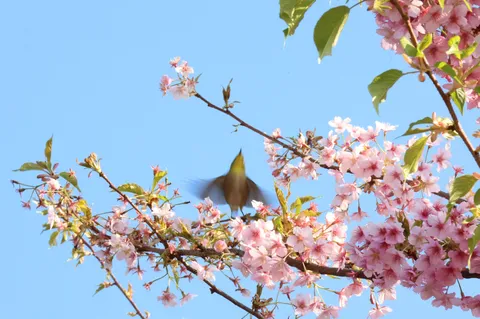 桜と小鳥の飛翔
