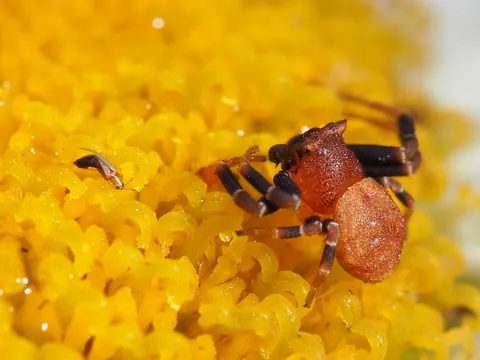 黄色の花に潜む小さな蟹