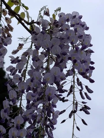 風に揺れる藤の花、繊細な色合い