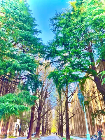 空へ伸びる緑のアーチ