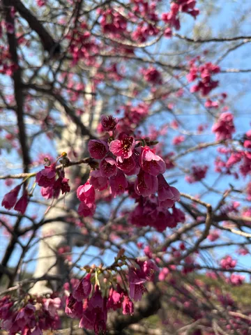 春の訪れ、桜の蕾