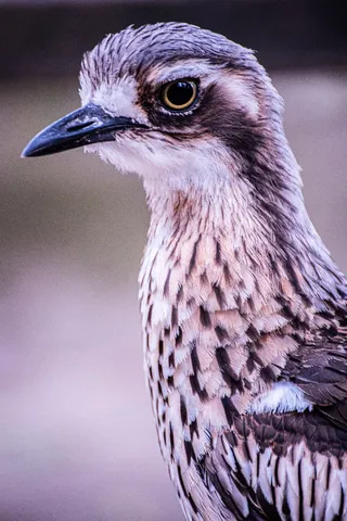 静寂を纏う、鳥のまなざし