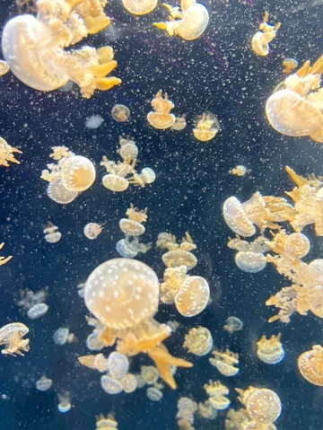 クラゲのゆらめき、暗闇に灯る光