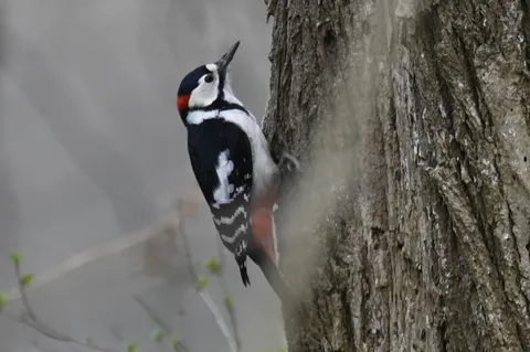 木肌に映える、鮮やかな鳥の姿