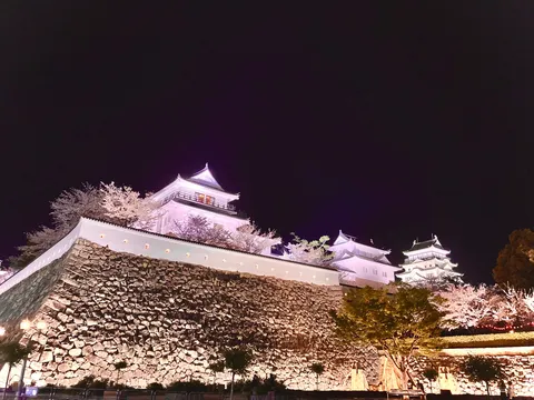 夜桜に照らされる幻想的な古城