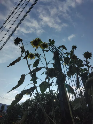 夕暮れに揺れるひまわり