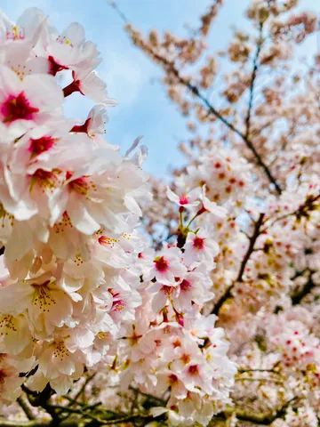 満開の桜、青空とのコントラスト