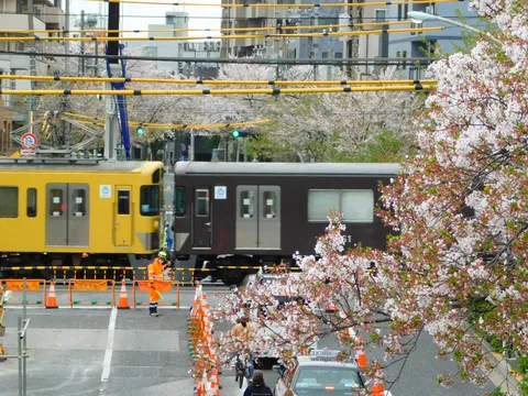 桜と電車の並走、春の彩り