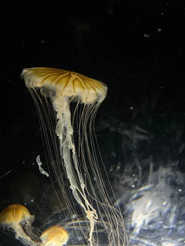海の灯りと繊細な触手