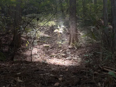 森の静寂、木漏れ日の神秘