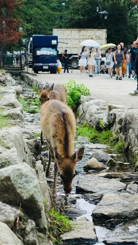 水浴びシカとお散歩日和
