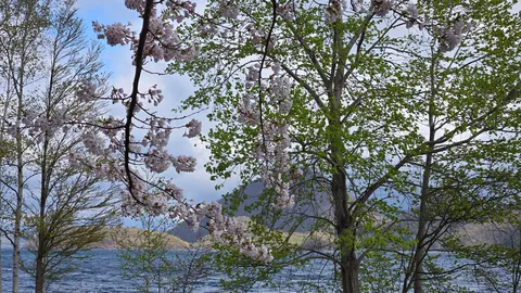 新緑と桜、湖畔の春