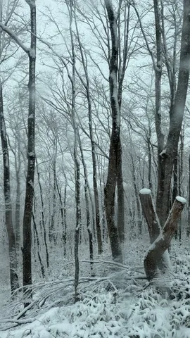 静寂の雪景色、凛と佇む冬木立