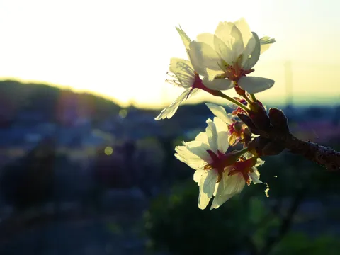 夕暮れに揺れる、儚い命の輝き