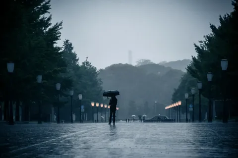 雨の並木道にひとり影
