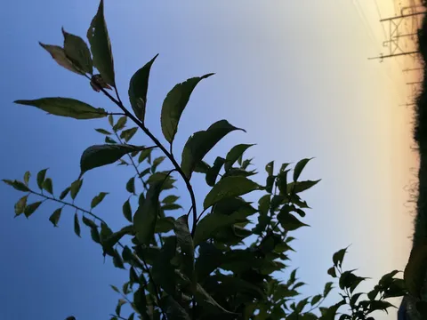 夕焼けに葉っぱ、どーん！