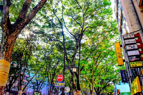 木漏れ日と街路樹のアーケード