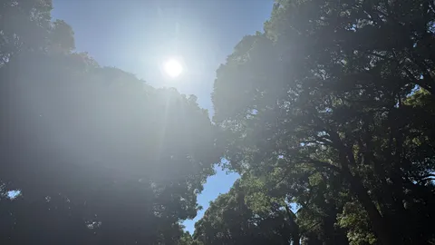 木漏れ日の光に包まれて