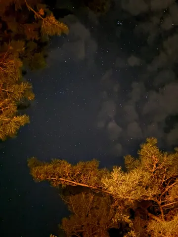 夜空と樹のささやき