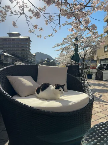 桜の下の指定席