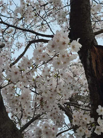 春の息吹、桜に包まれて
