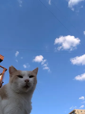 僕を見上げる猫