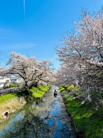 春爛漫、桜並木の小舟