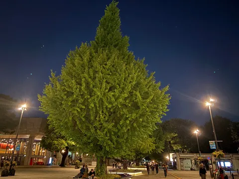 夜の緑が静かに佇む