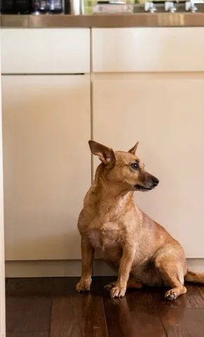 キッチンでお澄ましワンコ