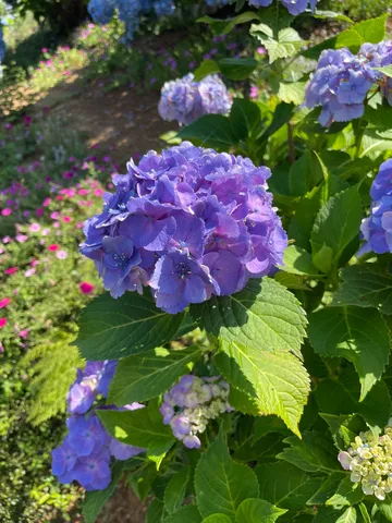 満開の紫陽花、青い世界