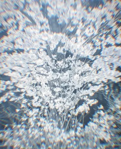 桜の季節、幻想的な瞬間