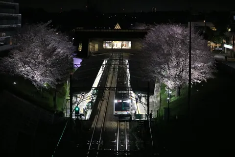 夜桜と電車、幻想的な瞬間