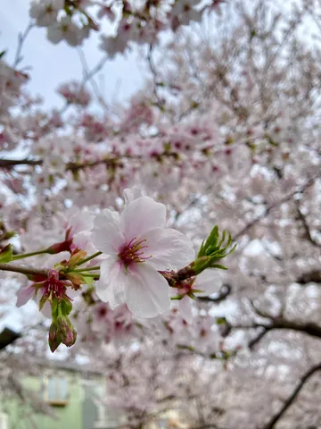 可憐な花びら、春の息吹