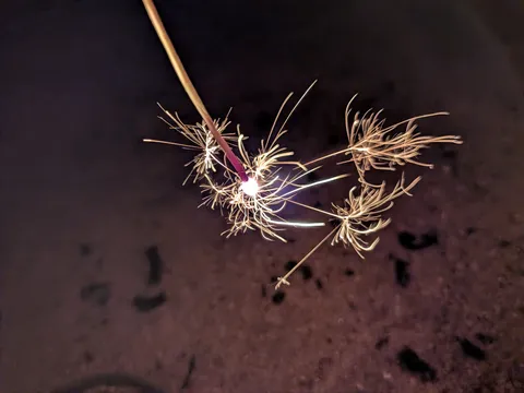 夜空に咲いた光の花