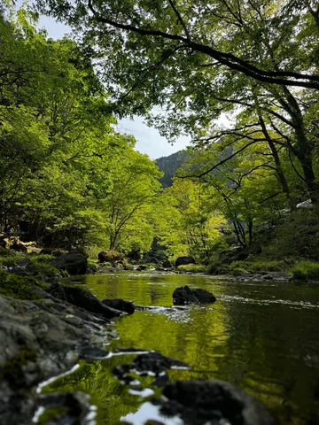 新緑に包まれた渓流の輝き