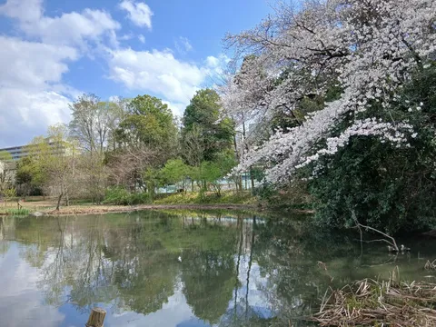 桜が彩る水辺の風景