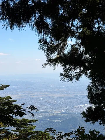 樹の間から広がる街の風景
