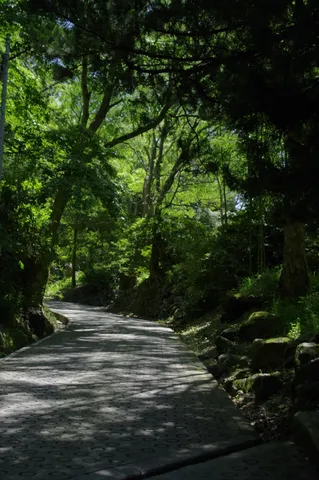 木漏れ日の小道、神秘的な森への誘い