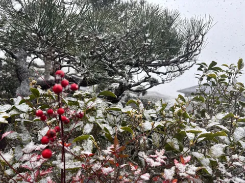 雪降る庭、赤い実の彩り
