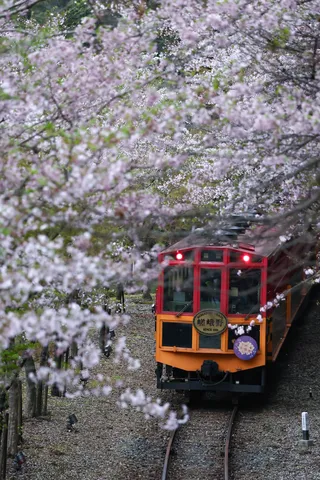 桜のトンネルを抜ける列車